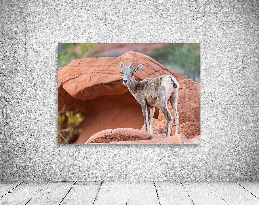 Bighorn sheep lamb grazing among formations in Valley of Fire st Wall Preview