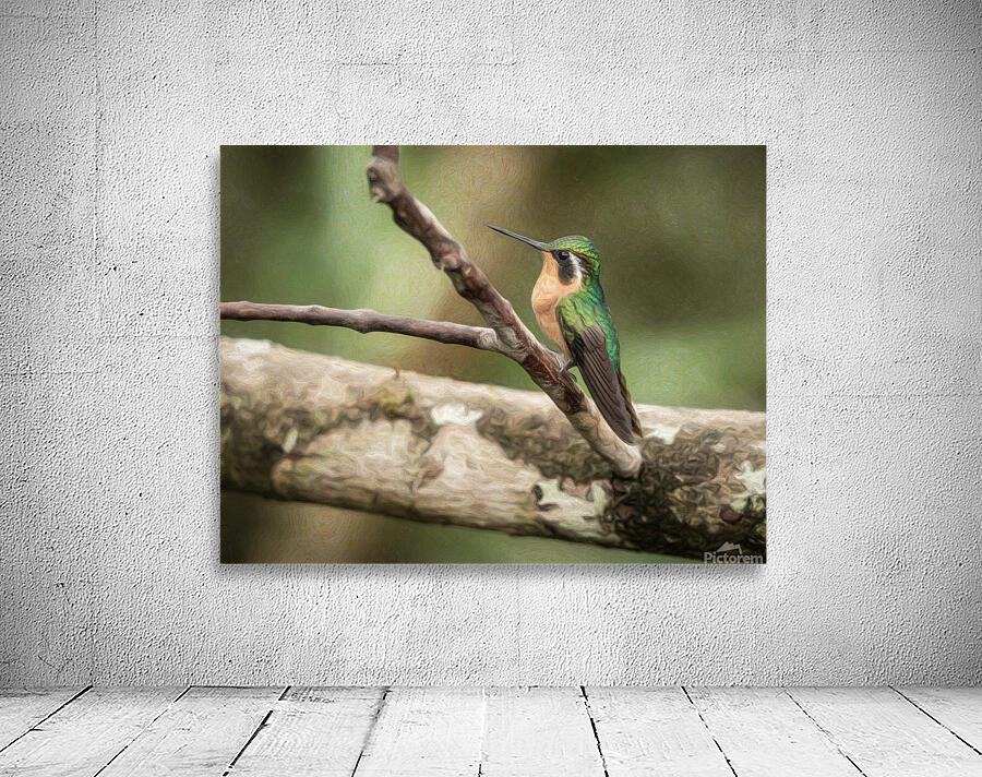 White throated mountaingem hummingbird perched on a twig  in Cos Wall Preview