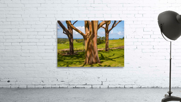 Group of three rainbow eucalyptus trees  Wall Preview