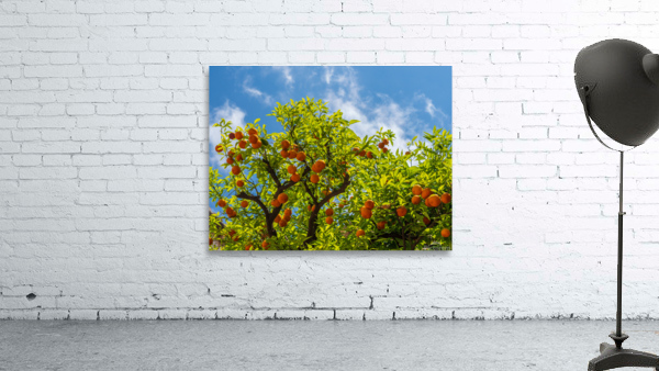 Oranges growing in courtyard of monastery Wall Preview