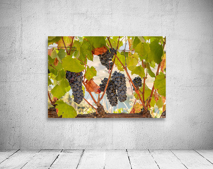 Grapes for port wine by the River Douro Wall Preview