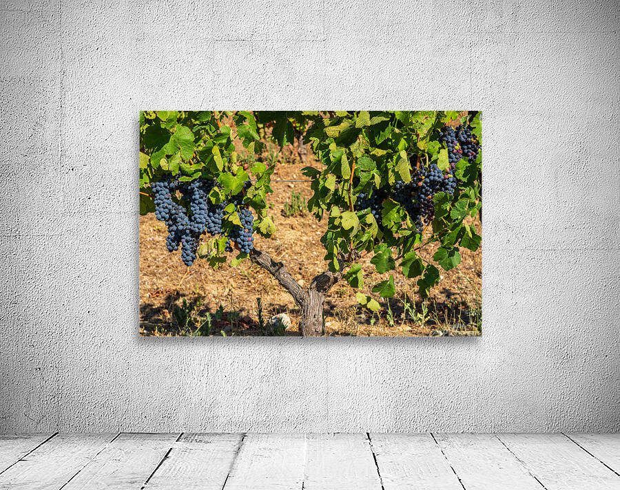 Grapes for port wine by the River Douro Wall Preview