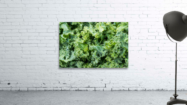 Freshly washed and trimmed kale leaves Wall Preview