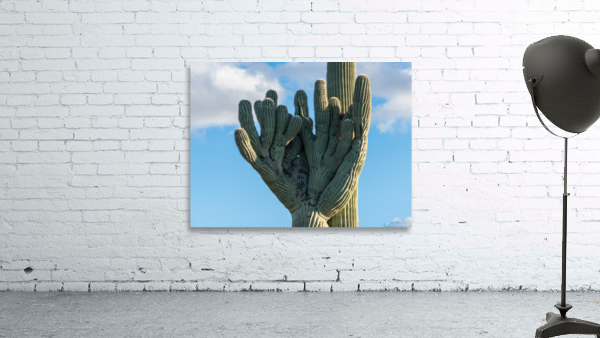 Crested Saguaro in National Park West Wall Preview