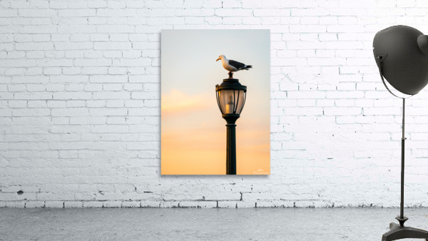 Seagull on a cast iron street lamp at dusk Wall Preview