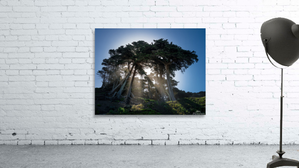 Sunbeams from large pine or fir trees  Wall Preview