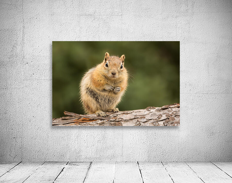 Cute Chipmunk well fed on nuts and seeds Wall Preview