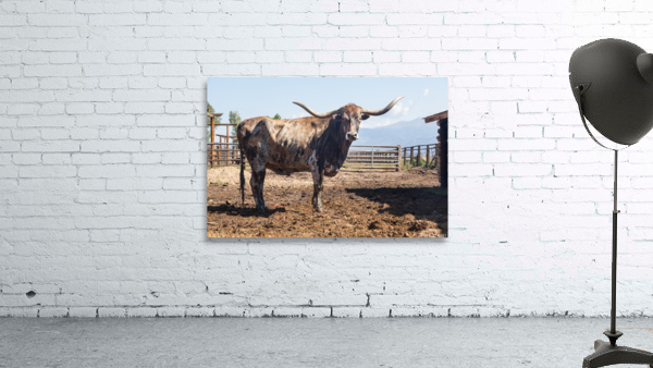 Old Longhorn bull in paddock Wall Preview