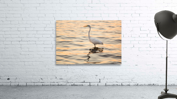 Great white egret in the sea off Tampa in Gulf Wall Preview