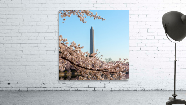 Washington Monument towers above blossoms Wall Preview