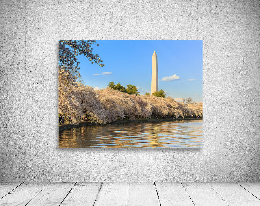 Washington Monument towers above blossoms Wall Preview