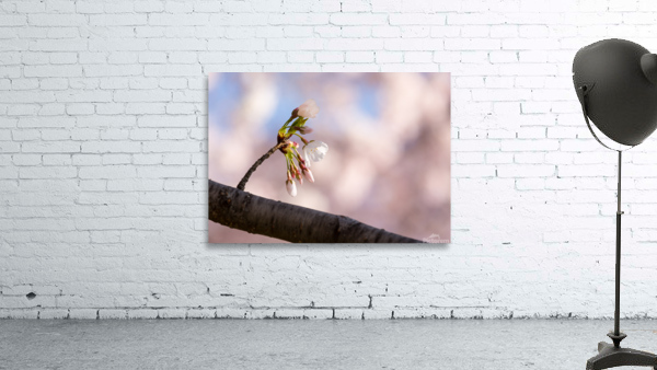 Close up of Cherry Blossom flowers Wall Preview