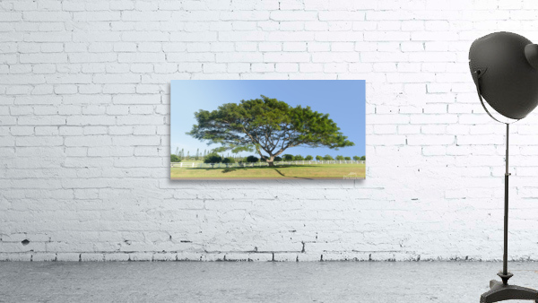 Large acacia or koa tree Kauai Wall Preview