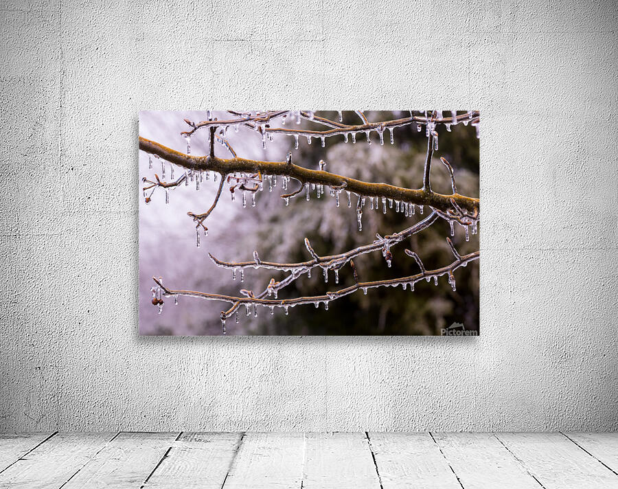 Ice covered branches start to melt to icicles Wall Preview