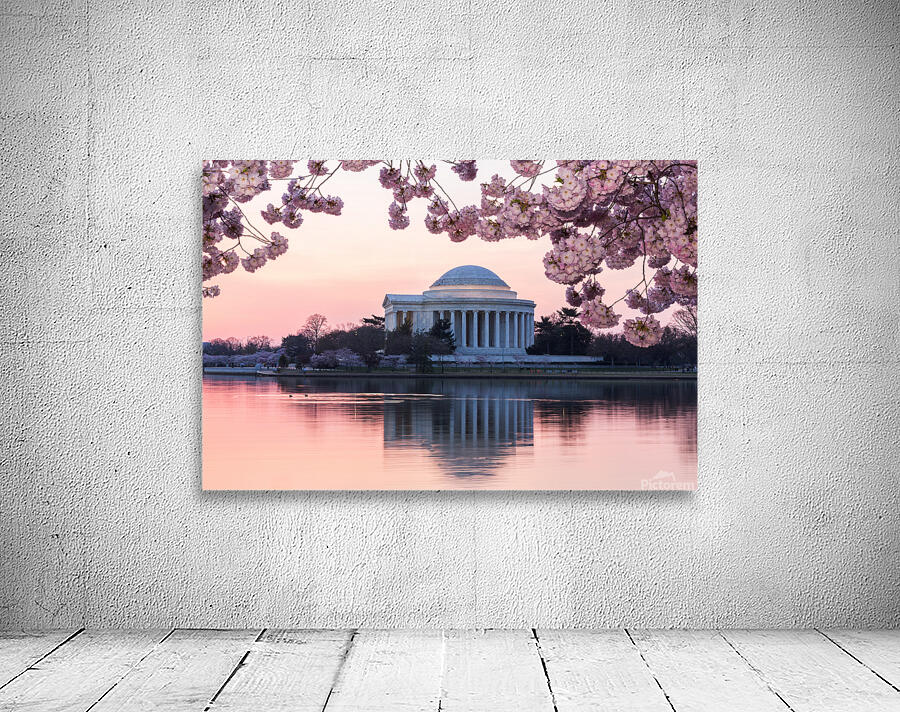 Pink colors of Cherry Blossom and Jefferson Memorial at sunrise Wall Preview
