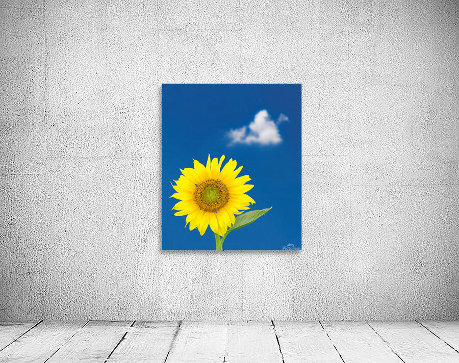 Single sunflower blossom against blue sky Wall Preview