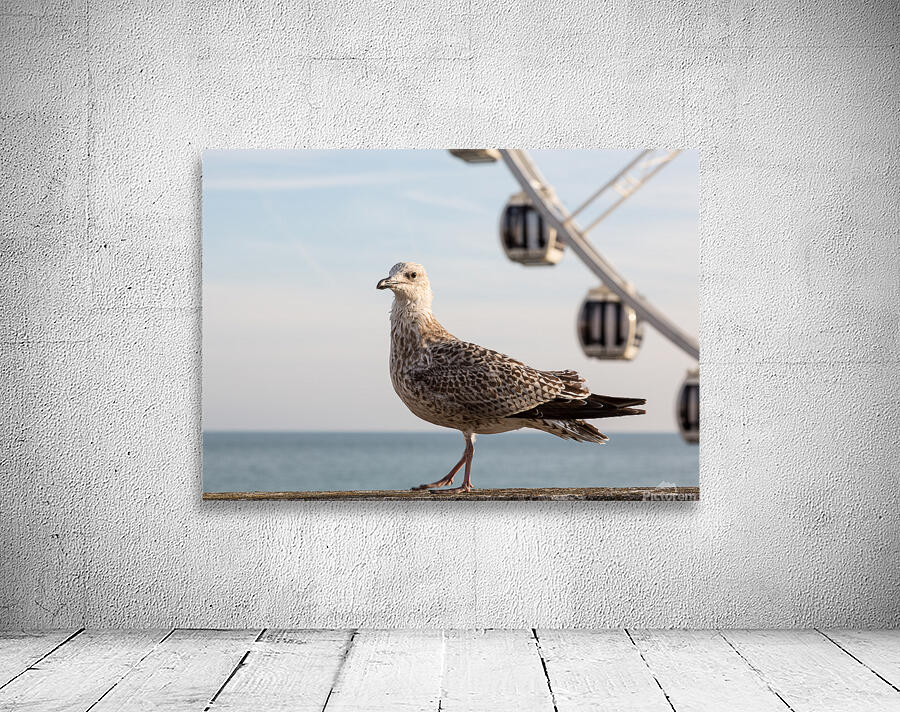 Seagull on promenade in Brighton Wall Preview