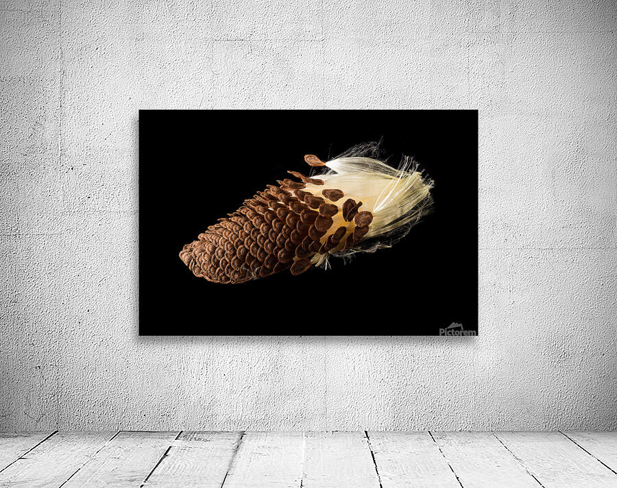 Macro photo of swamp milkweed seed pod Wall Preview