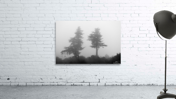 Mist and fog envelop two pine trees Wall Preview