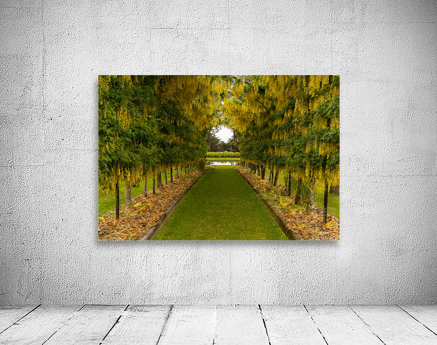 Laburnum Arch in full bloom over grass path Wall Preview