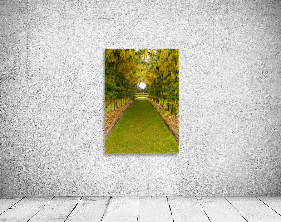 Laburnum Arch in full bloom over grass path Wall Preview