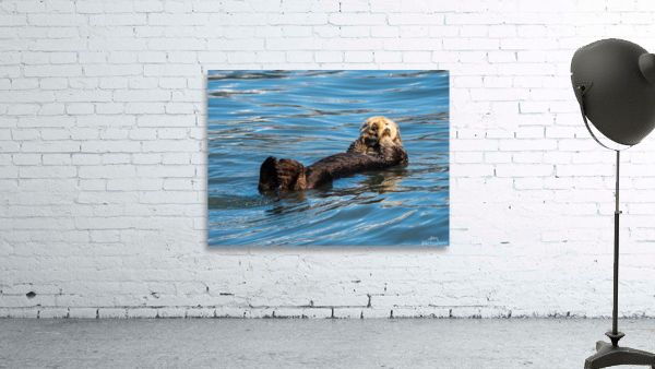 Sea Otter floating in Resurrection Bay near Seward Wall Preview