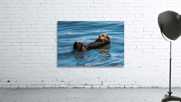 Sea Otter floating in Resurrection Bay near Seward Wall Preview