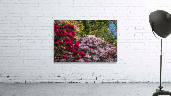 Azaleas and Rhododendron trees surround pathway in spring Wall Preview