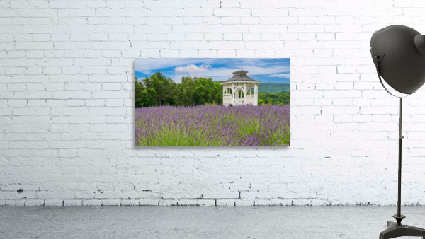 Lavender plants in blossom in early July with gazebo Wall Preview