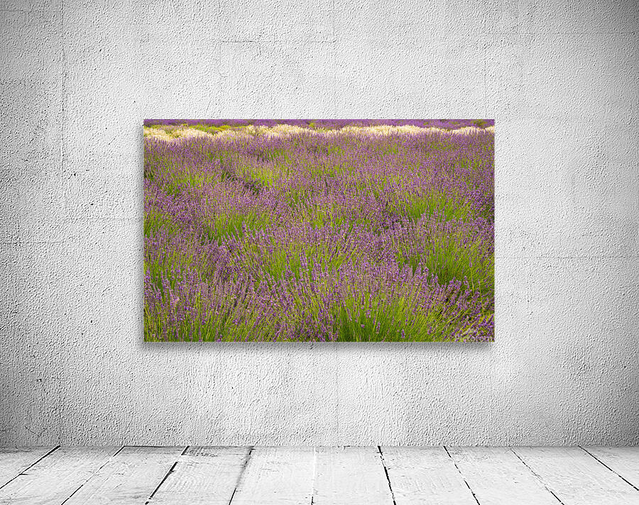Lavender plants in blossom in early July in detail Wall Preview
