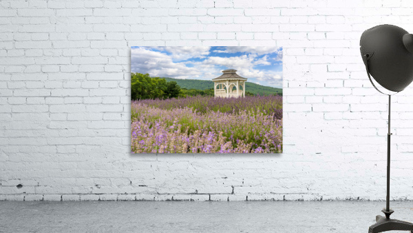 Lavender plants in blossom in early July with building Wall Preview