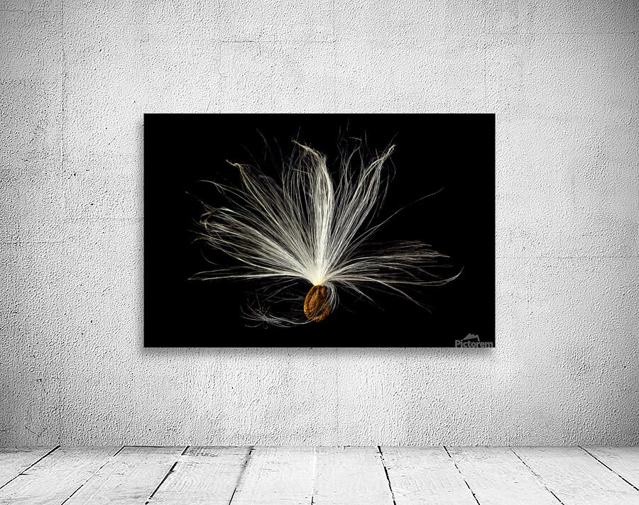 Macro photo of swamp milkweed seed pod Wall Preview