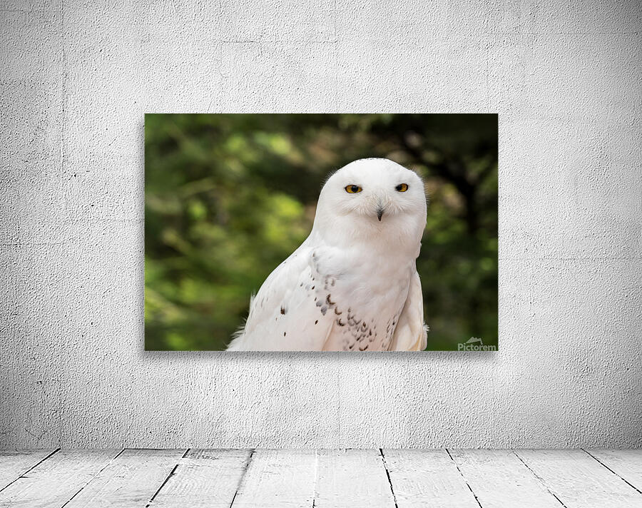 Close up of Snowy Owl against green rainforest in summer Wall Preview