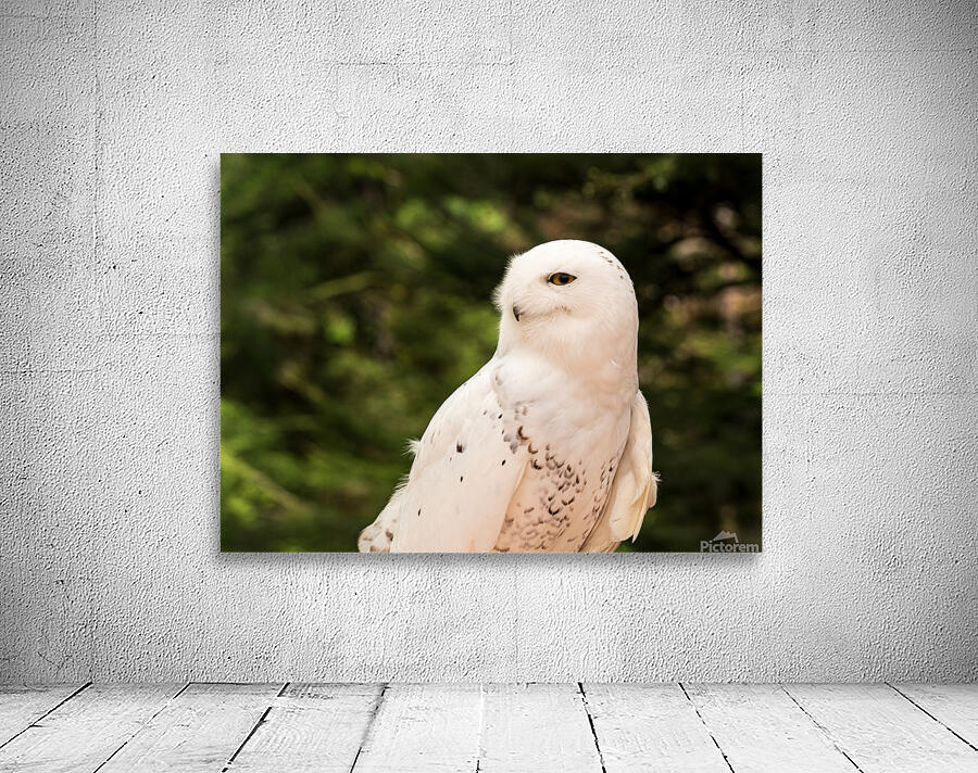Close up of Snowy Owl against green rainforest Wall Preview