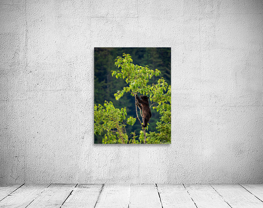 Wild brown or black bear cub high in tree in Alaska Wall Preview