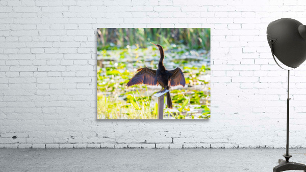 Anhinga bird drying its feathers in Everglades Wall Preview