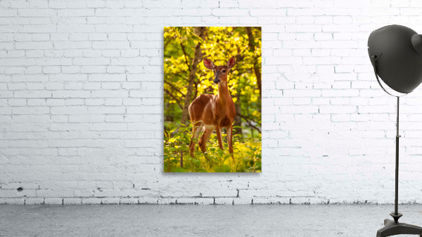 White tailed deer feeds at Big Meadow Wall Preview