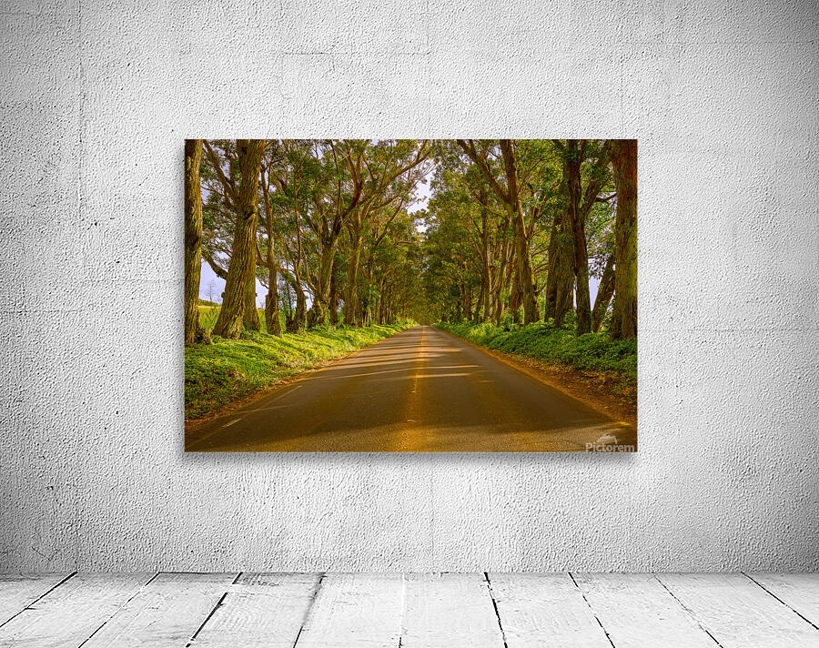 Famous Tree Tunnel of Eucalyptus trees Wall Preview