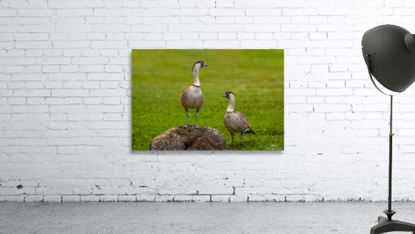 Pair of nene geese Wall Preview