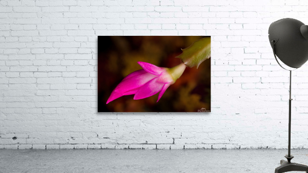 Christmas Cactus Flower  Wall Preview