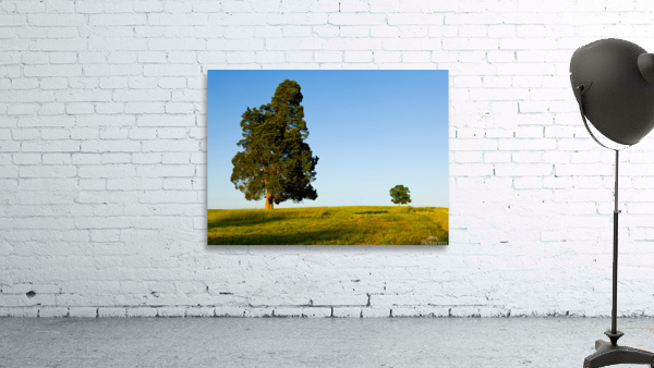 Large tree dominates small tree on hillside Wall Preview