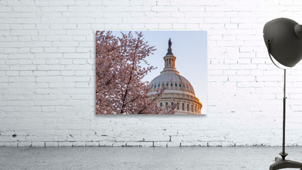 Cherry blossoms by the Capitol dome at dawn Wall Preview