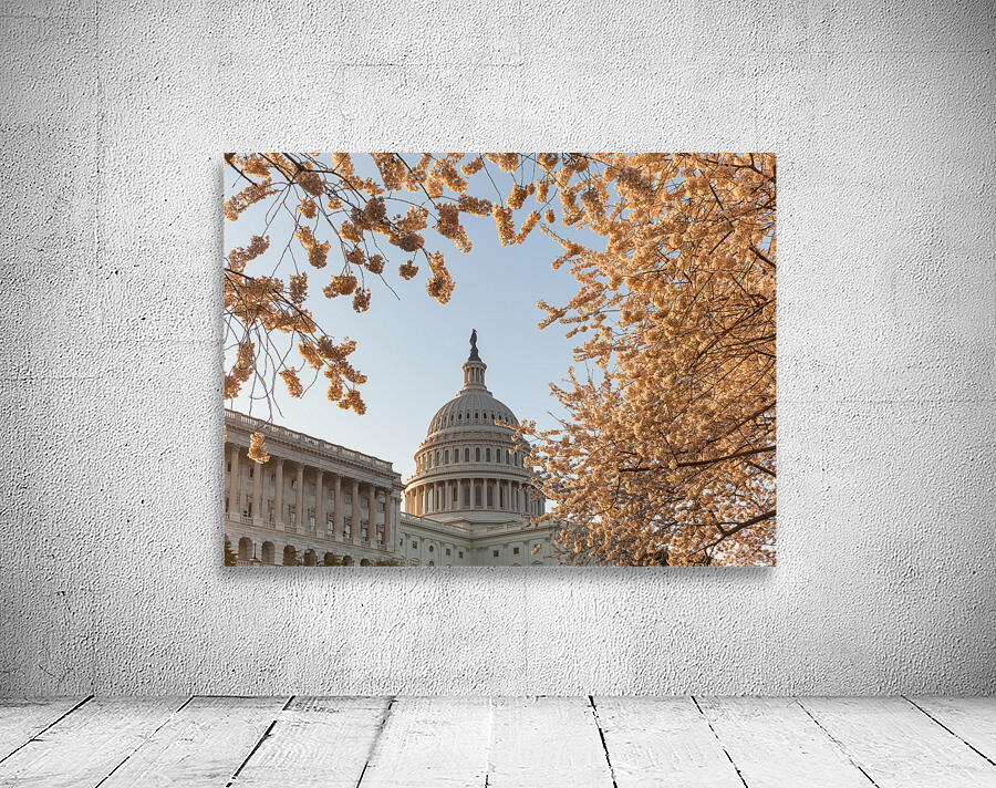 Cherry blossoms framing the Capitol Wall Preview