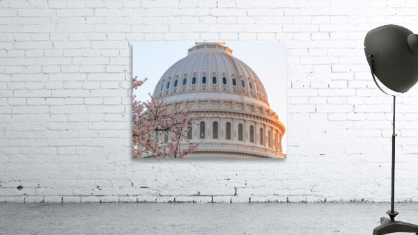 Cherry blossoms by the Capitol dome at dawn Wall Preview