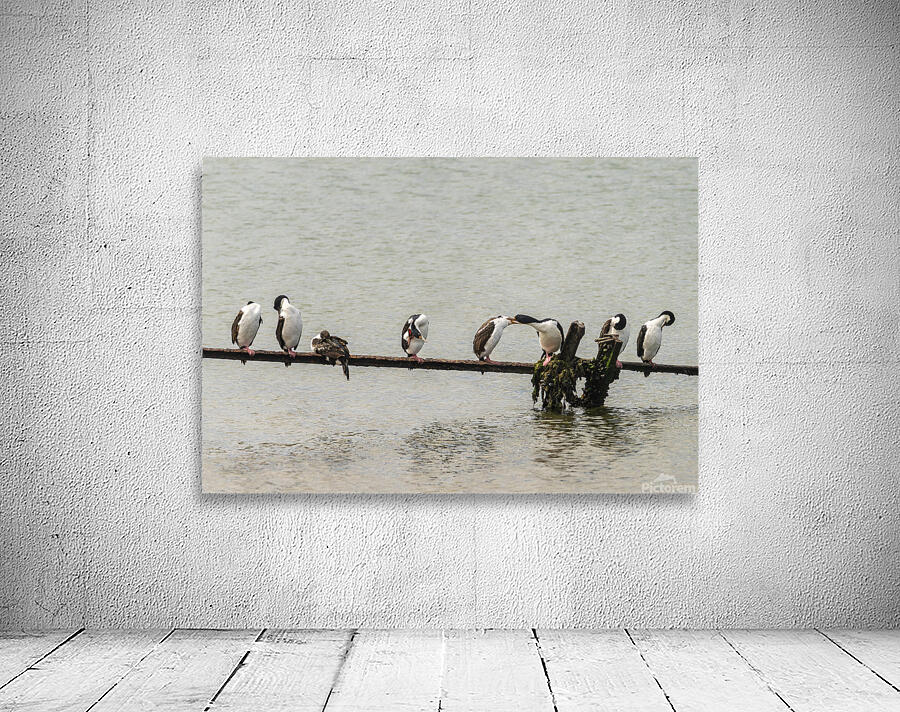 Colony of Imperial Cormorant seabirds in Punta Arenas Chile Wall Preview