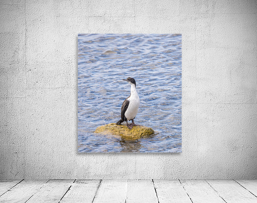 Imperial Cormorant seabird on rock in Punta Arenas Chile Wall Preview