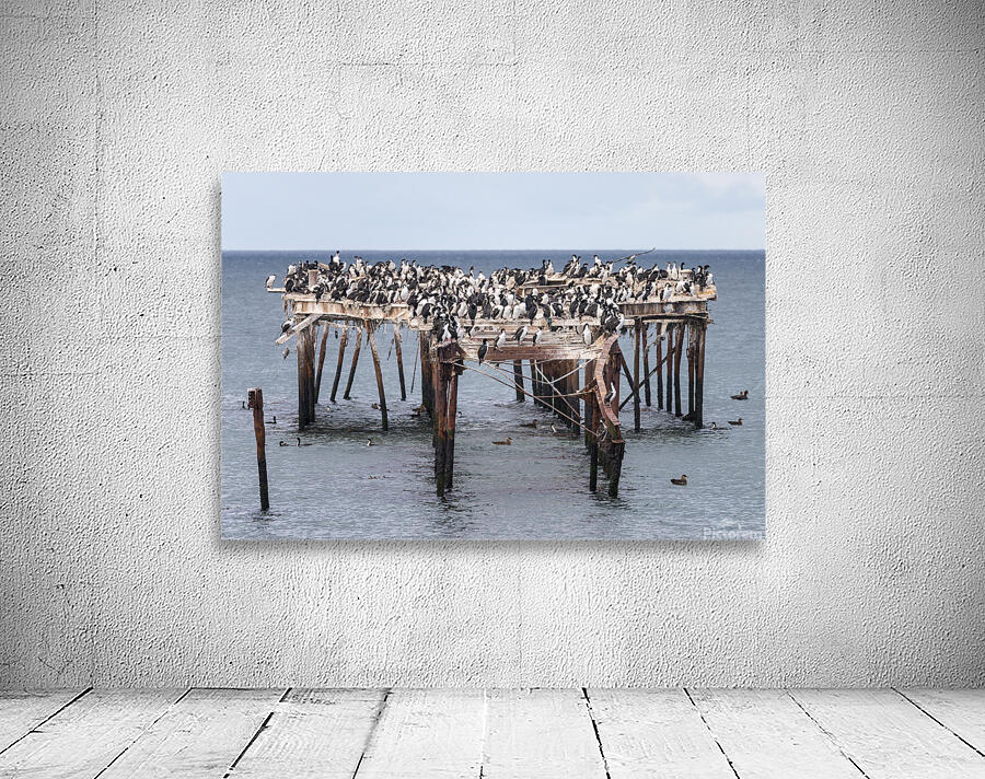 Colony of Imperial Cormorant seabirds in Punta Arenas Chile Wall Preview