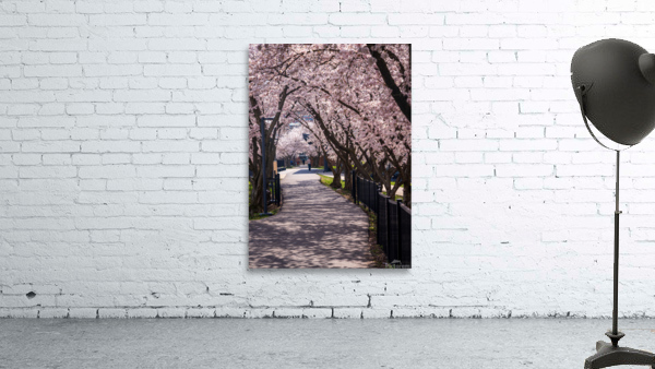 Cherry blossoms over walking trail  by the river in Morgantown W Wall Preview