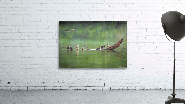 Group of ducklings washing in lake at dusk Wall Preview