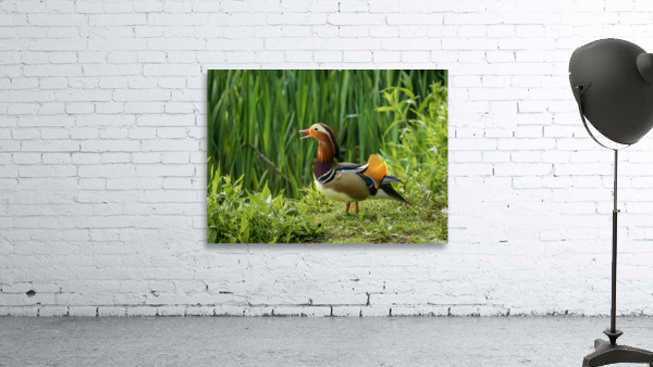Mandarin Duck on the lakeshore at the Mere in Ellesmere  Wall Preview
